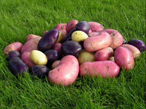 Potatisskörd - mycket frestande