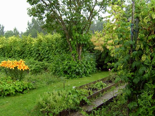 Trädgården i regnväder