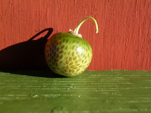 Dekorativ ballongblomsfrukt
