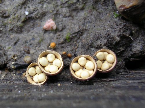 Brödkorgssvampar, 5 mm i diameter