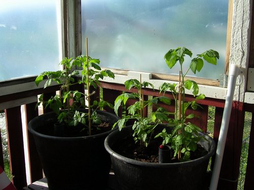 Tomatplantor (Vildtomat, röd och gul)