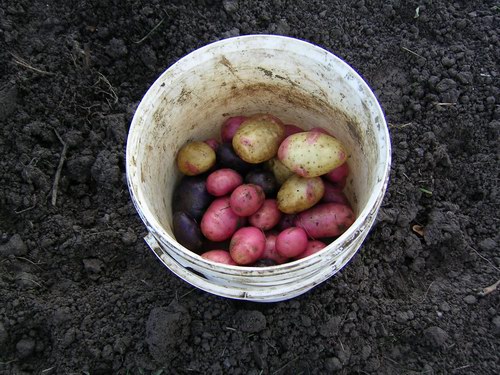 Den sista potatisskörden