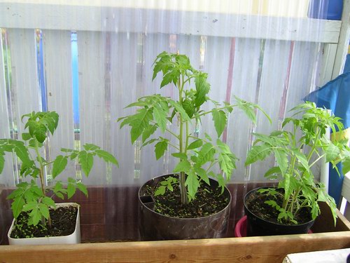 Späda tomatplantor