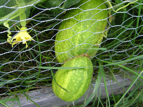 Förvuxen gurka på rymmen genom staketet